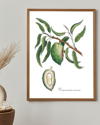 Plakat - botaniczna ilustracja MIGDAŁOWIEC, OSOBY - Prezent dla dziewczynki