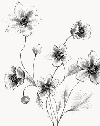 Anemone , print  40x50 cm, Margo Hupert