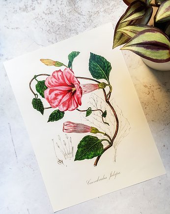 Plakat, Rycina Vintage - Roślina, Jalap, Galeria LueLue