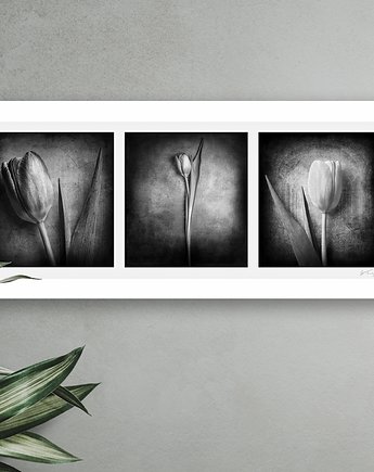 Tryptyk Tulipany, ATStudio