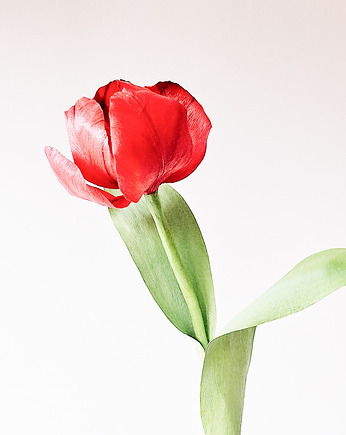 Papierowy tulipan - czerwony - realistyczny, DALVA