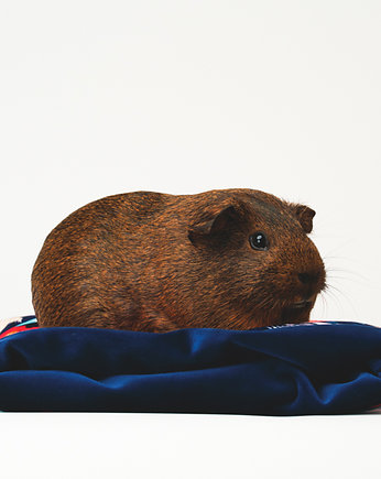 Norka, The Big Pig_official