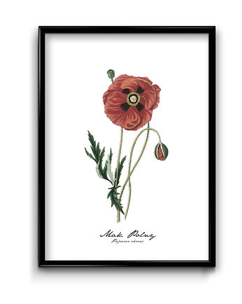 Plakat Mak Polny, Bury Lis