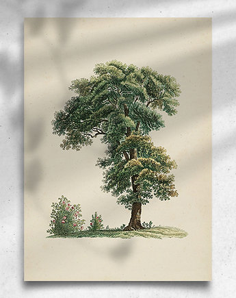 Plakat / Vintage / Drzewo, balance