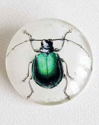 Amator natury, Galeria Belladonna