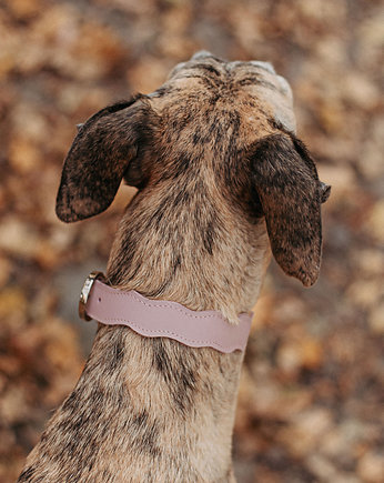 New Wave Collar, MADZAG DOG