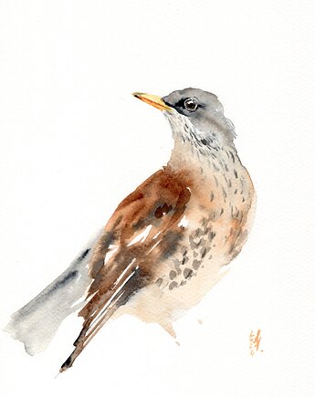 Oryginalna akwarela. Drozd, alquadro