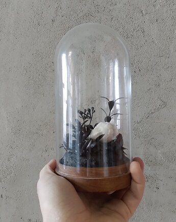 Kopułka - Vanitas, miglancyk