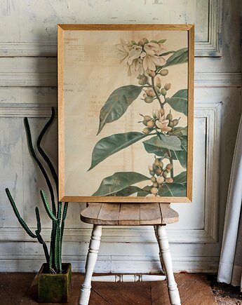 PLAKAT botaniczny vintage, kawa arabica,kwiaty grafika, rysunek kwiaty, black dot studio