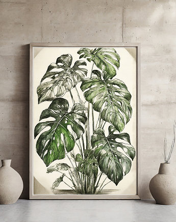 Plakat monstera, ArchiBotanica