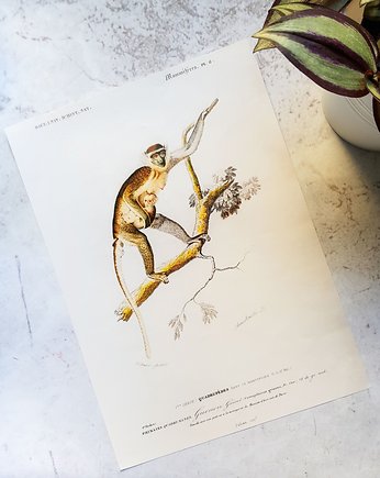 Plakat, Rycina Vintage -  Małpka, Galeria LueLue
