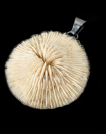 Koral grzybowy, Pracownia Neores