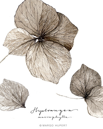 Kwiat Hortensji print { 50x50 cm }, Margo Hupert