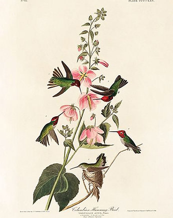 Kolibry-ptaki-plakat, Galeria LueLue
