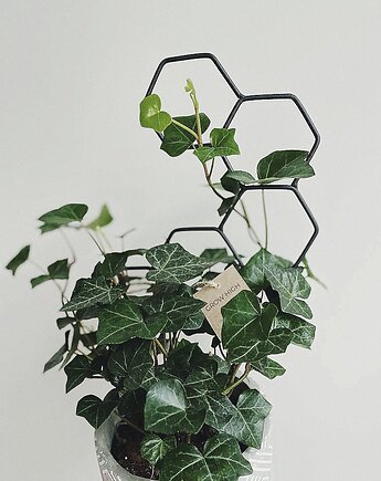 Drabinka do kwiatów domowych Grow High Honey, Leaflo