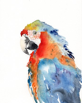 Oryginalna akwarela. Papuga, alquadro