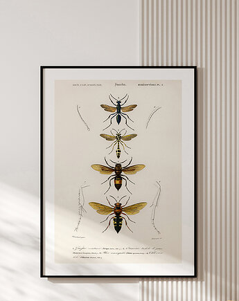 Plakat INSECTS no.2, muybien