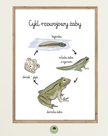 Plakat Edukacyjny Cykl życiowy rozwojowy Żaby Montessori dla dzieci, Maja Montessori
