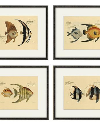 Zestaw 4 grafik  ryby  morskie ocean, Victorian wall art