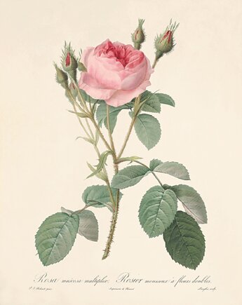 Róża stara Grafika  Rysunek kwiaty Ilustracja Druk Botaniczny prezent, Victorian wall art
