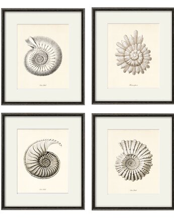 Zestaw 4 grafik  koralowiec reprodukcja morskie  plakaty muszle, Victorian wall art
