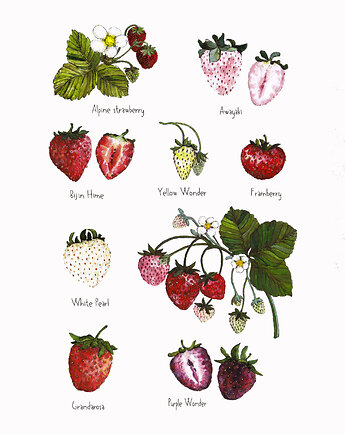 Truskawki- grafika na ścianę- ilustracja- owoce, OSOBY - Prezent dla Kobiety