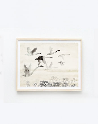 Plakat Dzikie łabędzie 30x40, Anita Tomala