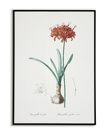 Amarylis - Plakat botaniczny - Retro, Bajkowe Obrazki
