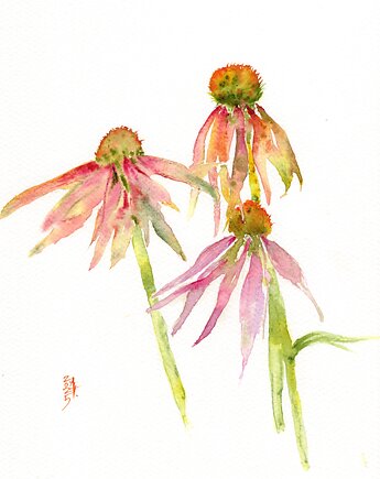 Oryginalna akwarela. Jeżówka, alquadro