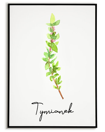 Plakat  GRAFIKA roślina ZIOŁA tymianek, Bajkowe Obrazki