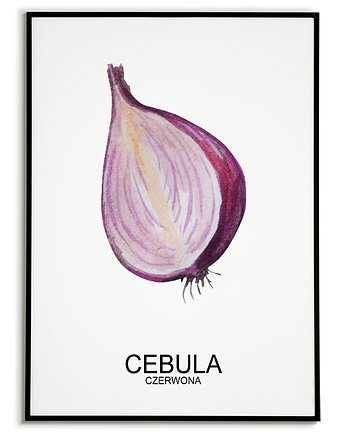 Plakat  GRAFIKA CEBULA CZERWONA warzywa ZIOŁA, Bajkowe Obrazki