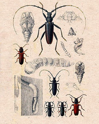 Plakat owady-rycina-z-ksiazki-iv, Galeria LueLue