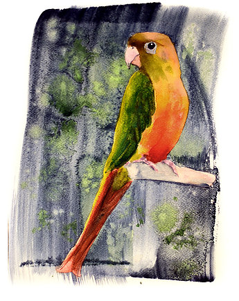 Plakat Rudosterka zielonolica, Warsaw Birds