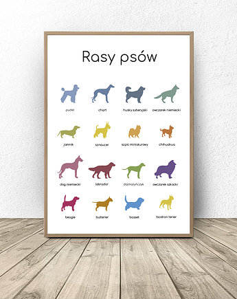 Plakat Montessori "Rasy psów", scandiposter
