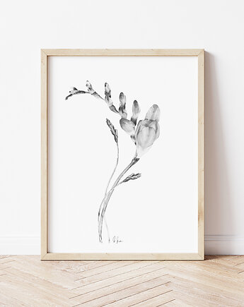 Grafika Akwarela Frezja, Urszula Steczkiewicz