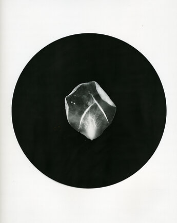 Tulipan_2, PAPER AND LIGHT