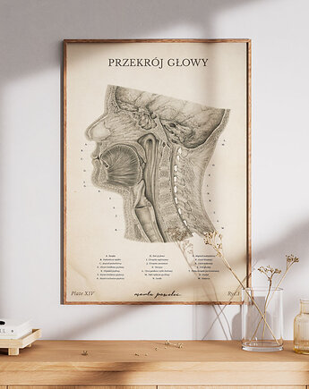Plakat Przekrój Głowy Vintage, Marta Pawelec Medical Art