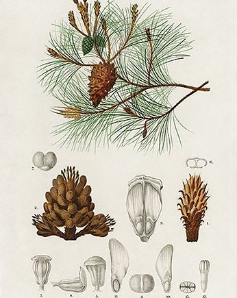 Sosna-plakat-rycina, Galeria LueLue