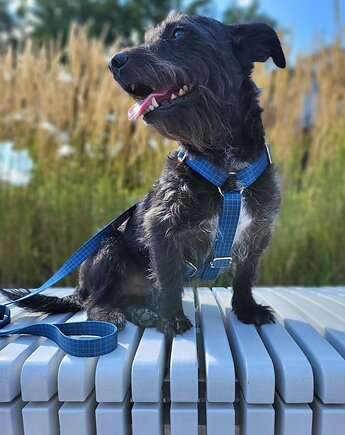 Szelki typu guard Royal bLue, Rufus Szyje