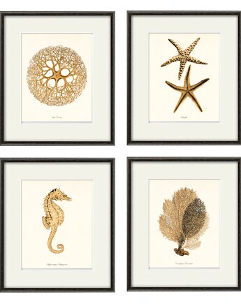 Zestaw 4 grafik  koralowiec reprodukcja morskie, Victorian wall art