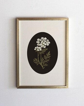 PLAKAT botaniczny, polne kwiaty grafika, rysunek kwiaty, black dot studio