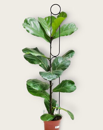 Wysoka podpora do roślin domowych 145cm Sunrise, Leaflo