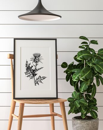 PLAKAT szkic botaniczny, polne kwiaty grafika, rycina oset, black dot studio