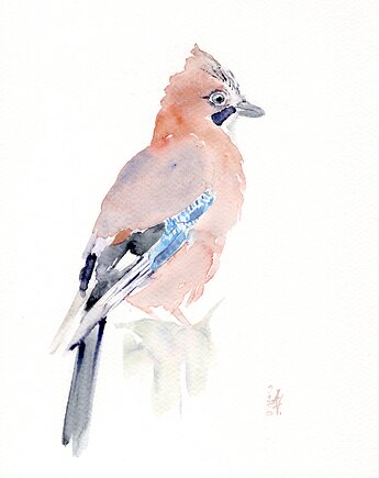 Oryginalna akwarela. Sójka, alquadro