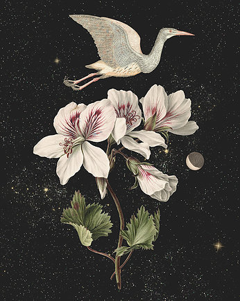 Plakat Moon bird, OSOBY - Prezent dla emeryta