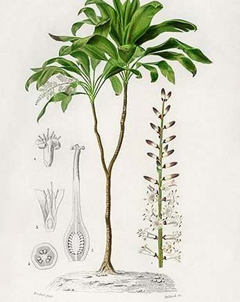 Dracena-plakat-rycina, Galeria LueLue