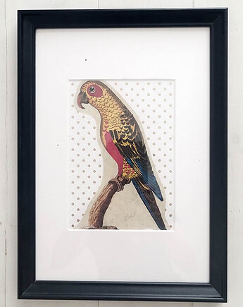 Amator natury, Galeria Belladonna