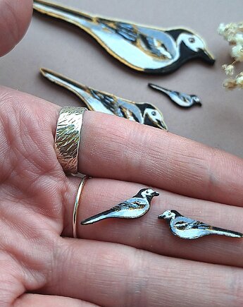 Pliszki siwe, DWUKROOPEK