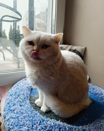 Dywan dla kota, do leżenia i spania, Cotton Carpet