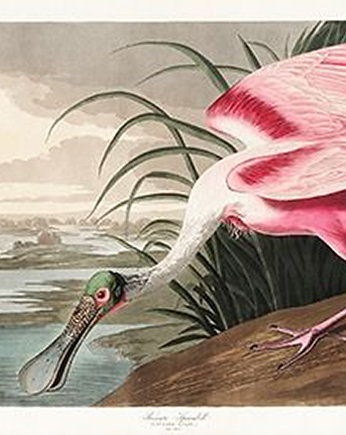 Ibis-pelikan-plakat-rycina, Galeria LueLue
